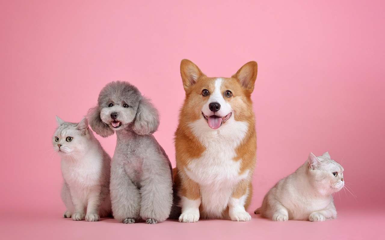 Bonus Animali domestici