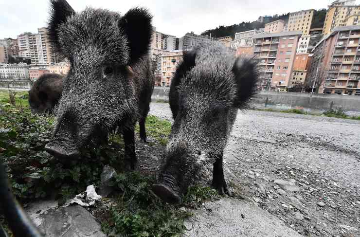 Passeggiata natalizia per alcuni cinghiali su Lungotevere