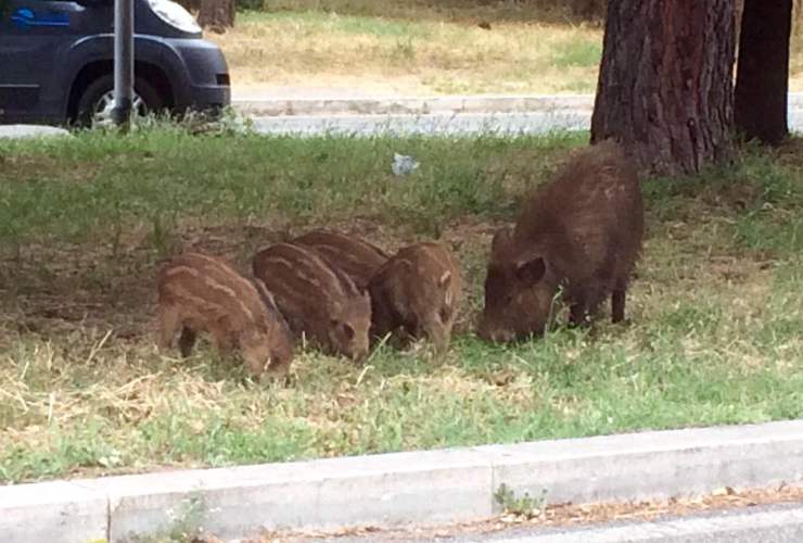 Cinghiali a Roma, la novità sulla manovra