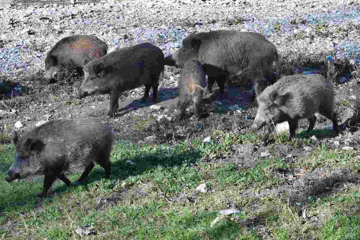 Passeggiata natalizia per alcuni cinghiali su Lungotevere