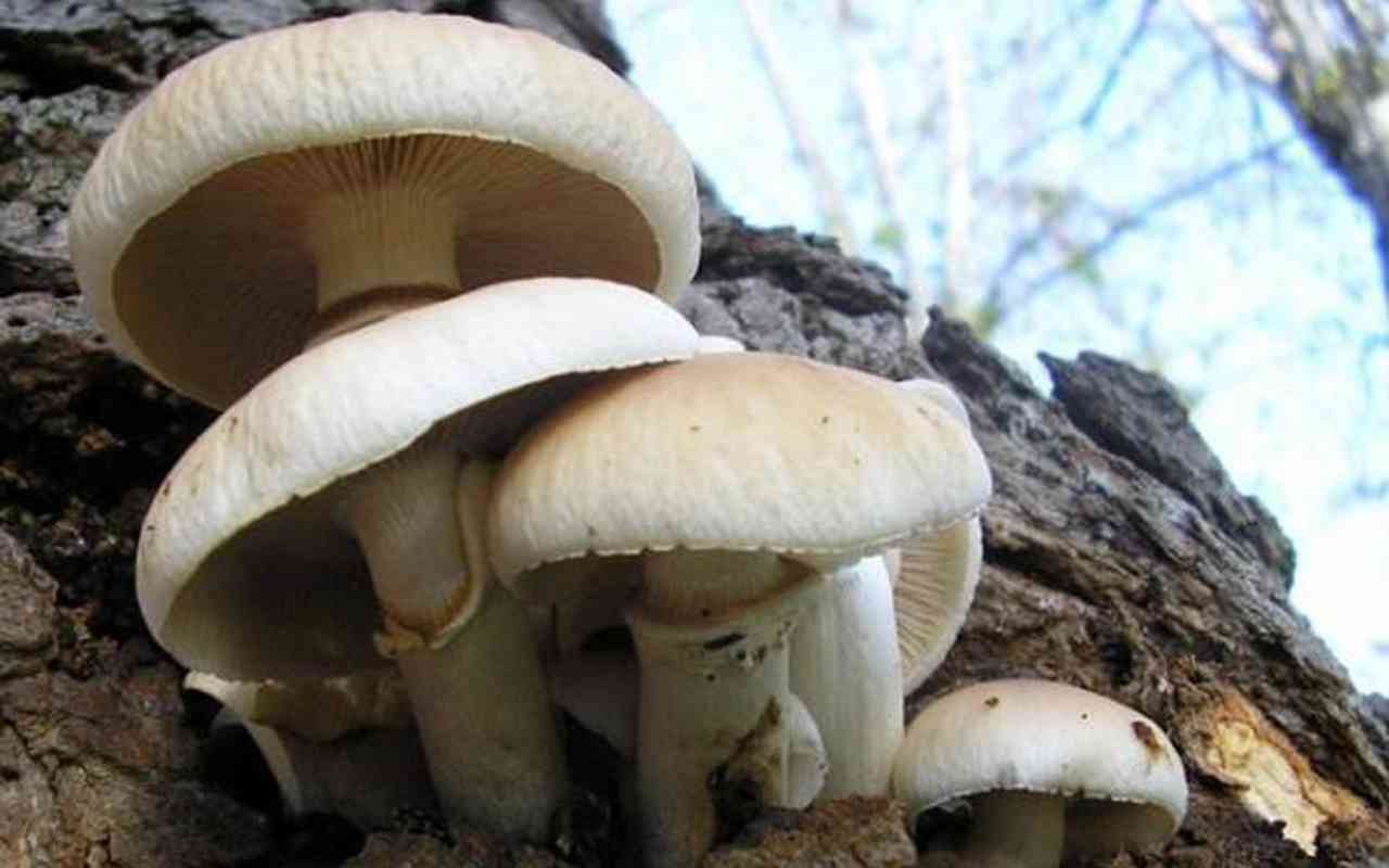 Funghi