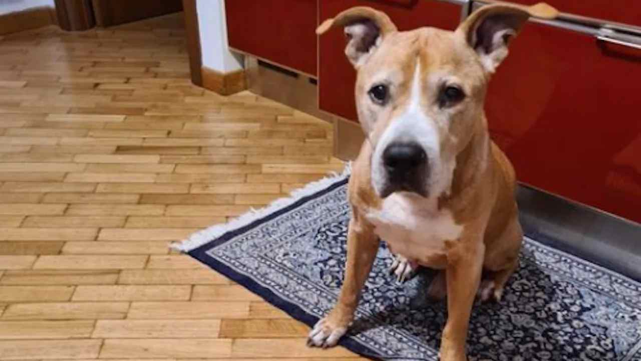 La storia di Max, morto pochi giorni dopo la sua padrona
