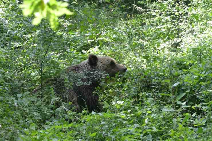 Orso aggredisce uomo