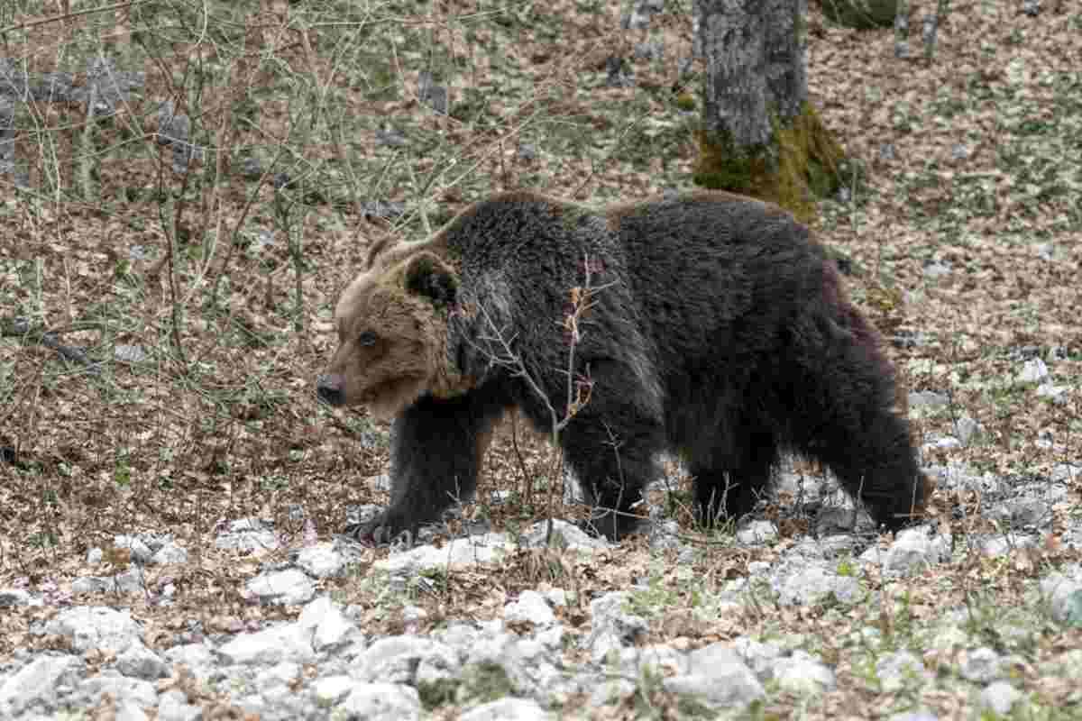 Orso aggredisce uomo