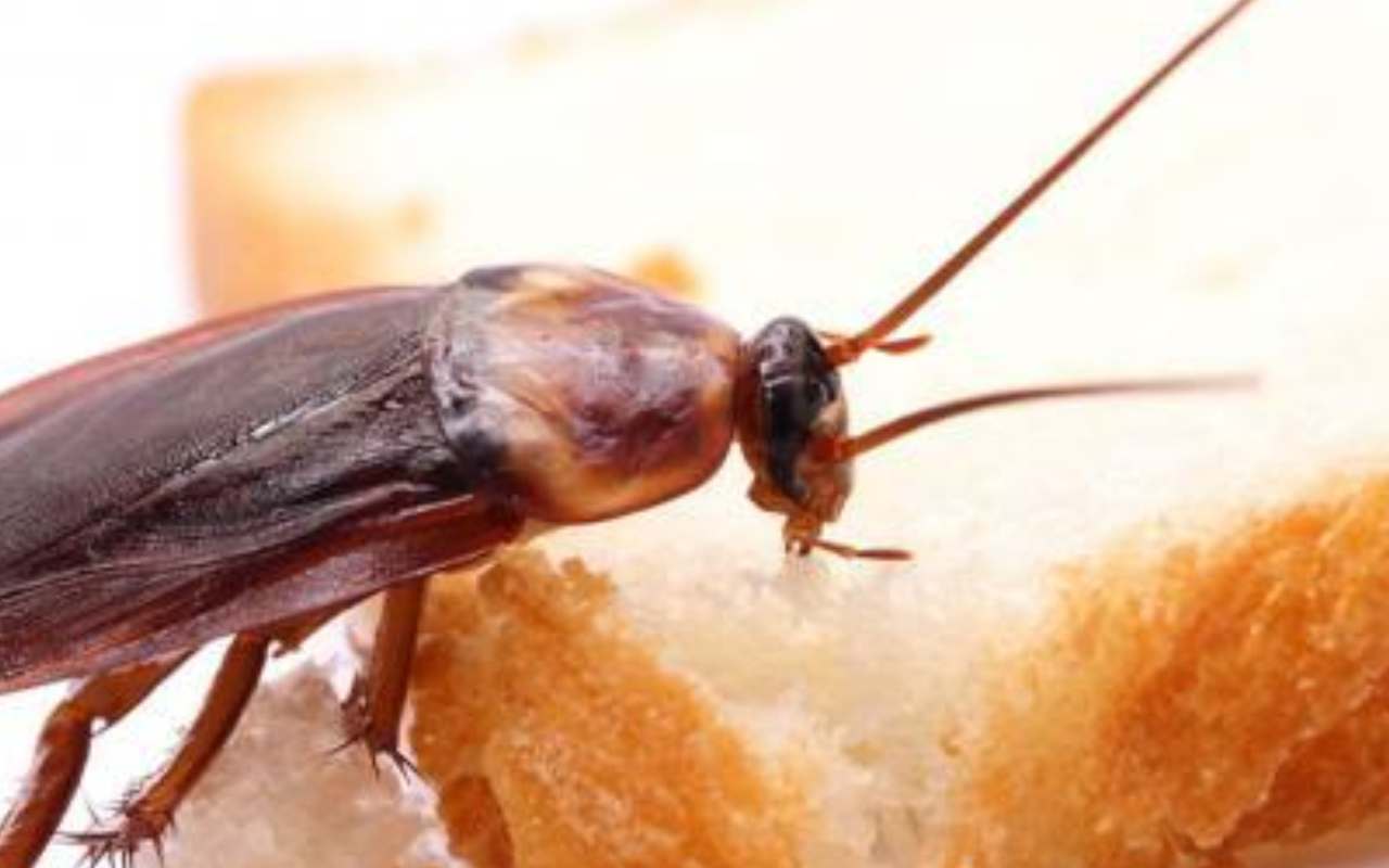 Insetti negli alimenti