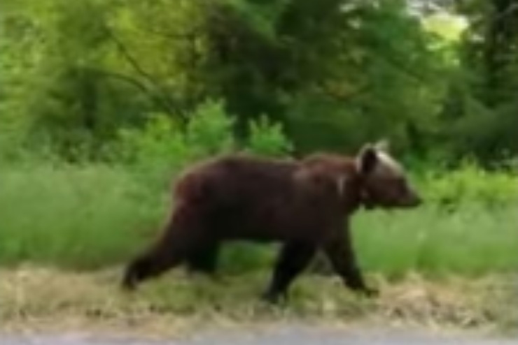 Morto l'orso Juan Carrito in Abruzzo