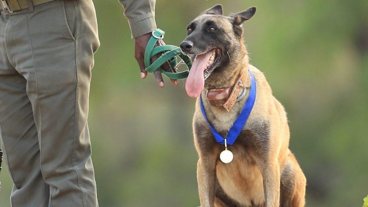 Malinois