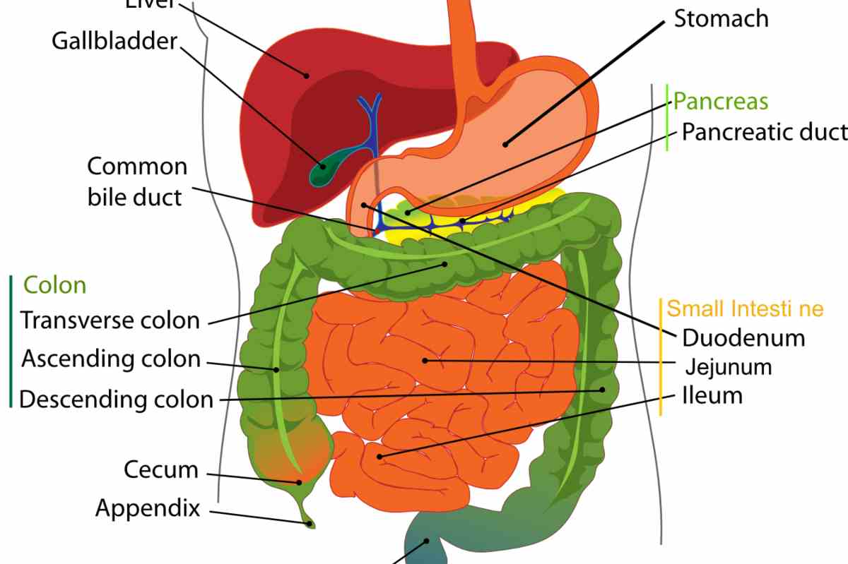 tumore pancreas sintomi diagnosi cure mortalità pericoloso