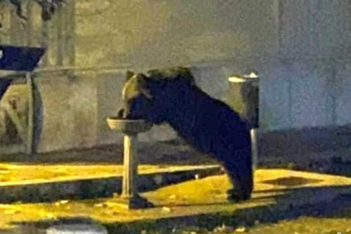 L'animale