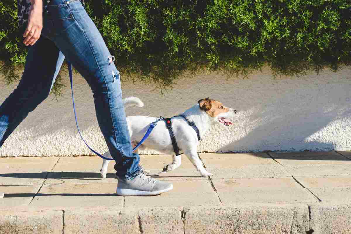 Passeggiata con il cane