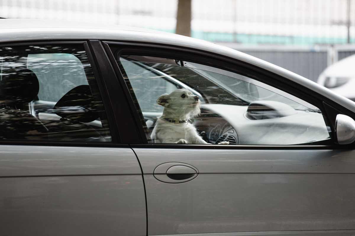 Cagnolino chiuso in macchina 