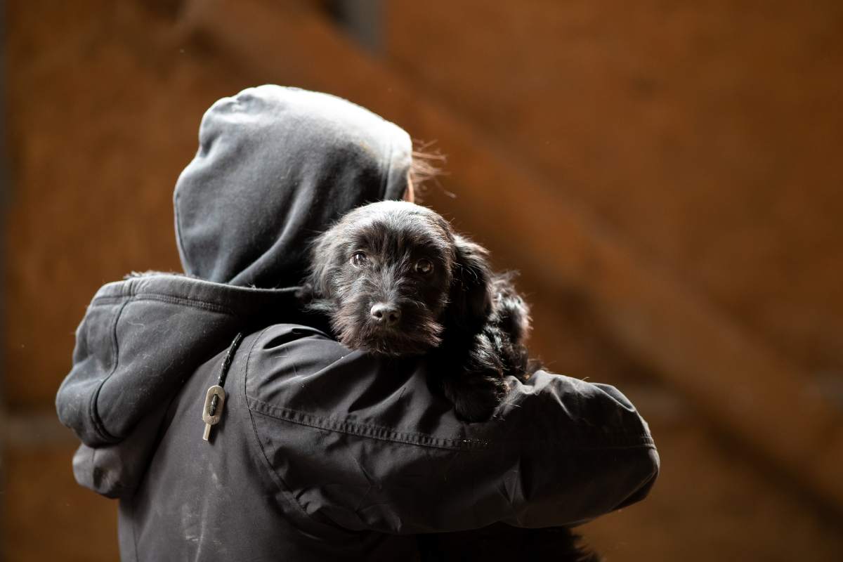 Furti di cani, boom di casi