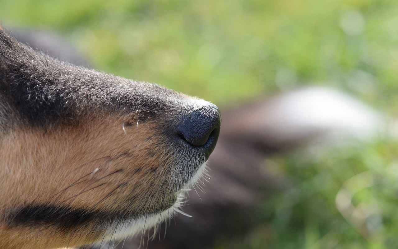 Cane più intelligente