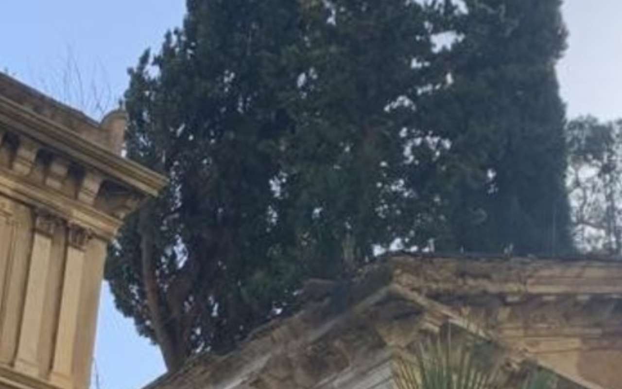 Alberi sulla Cappella Cimiteriale