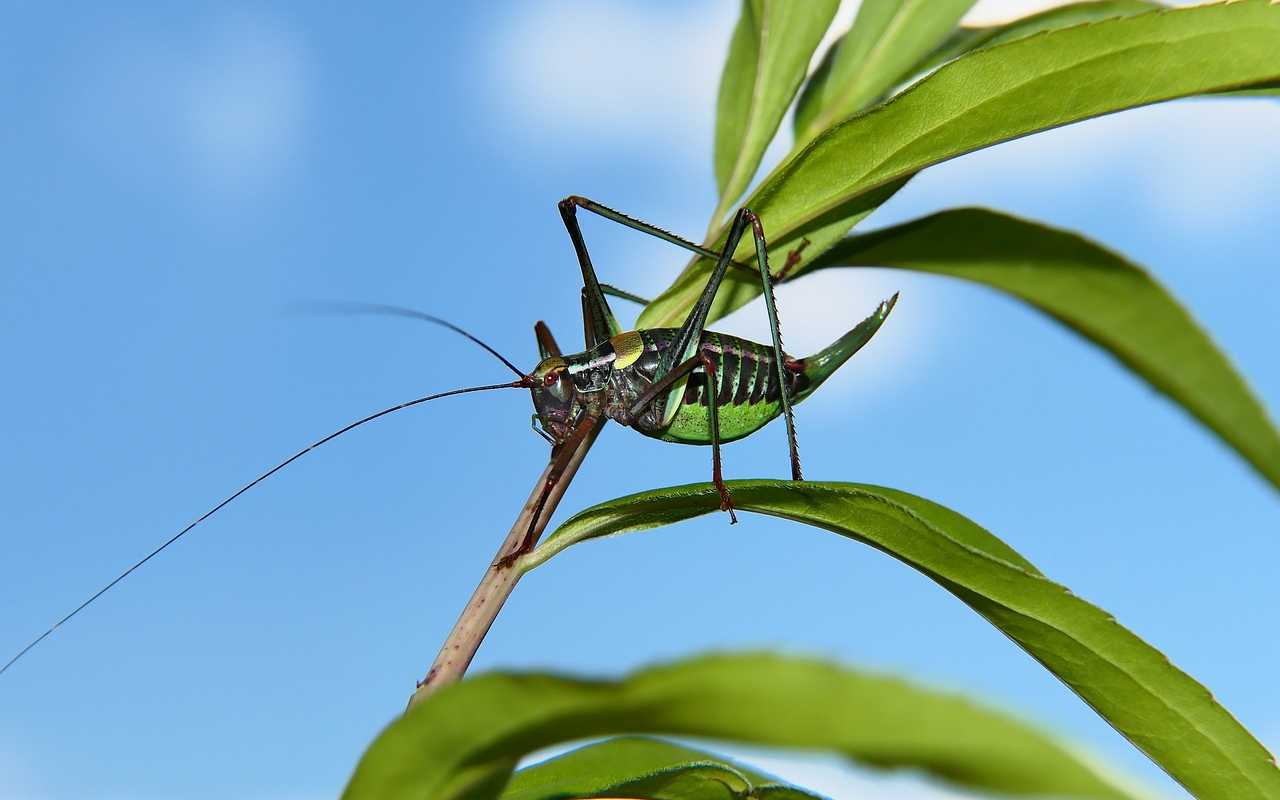 Farina di grillo