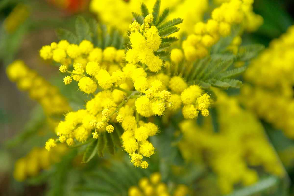 Festa della Donna