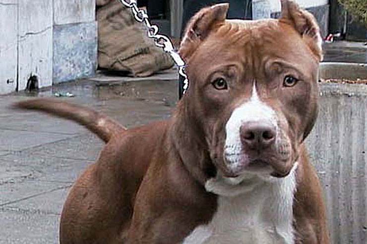 Pitbull azzanna bambina