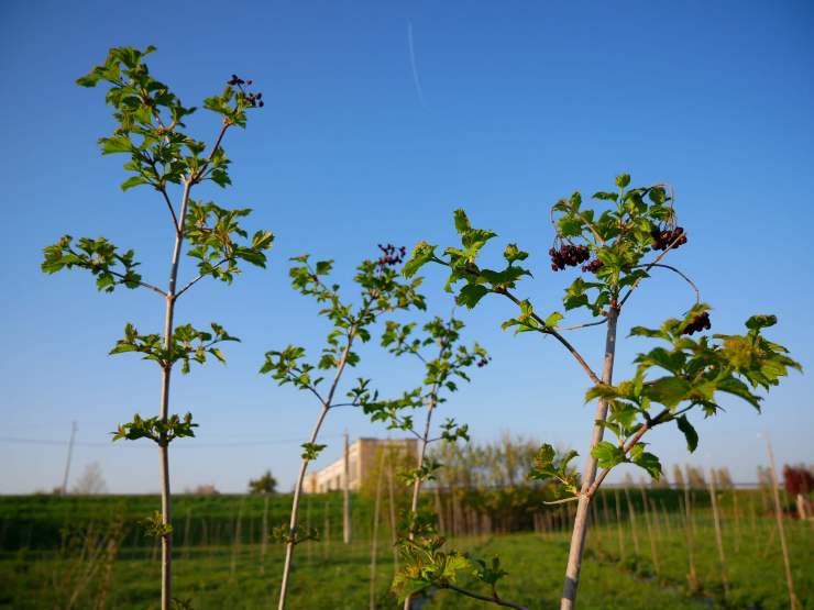 Alberi