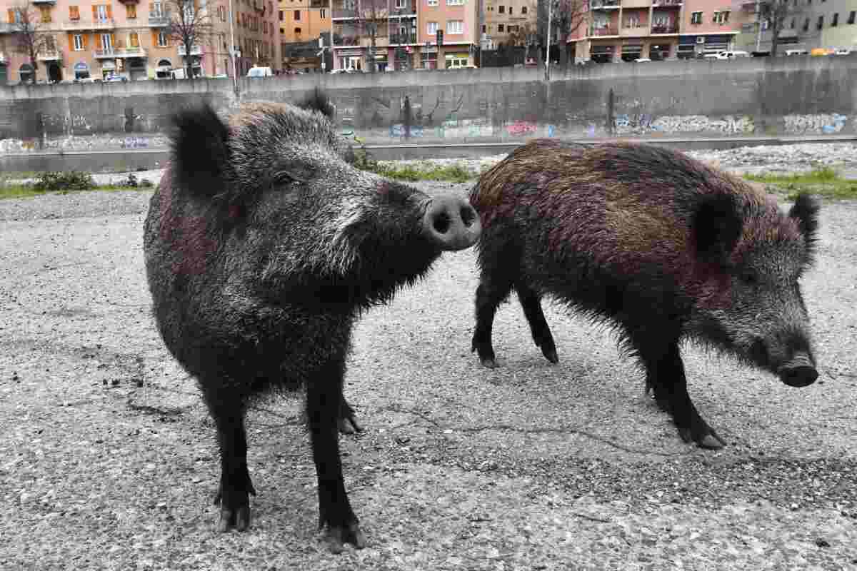 Cinghiali attaccano uomo