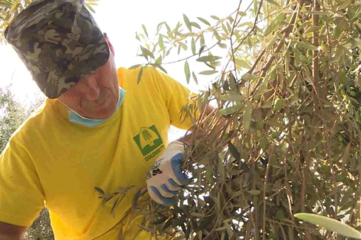 Coldiretti lancia l'allarme