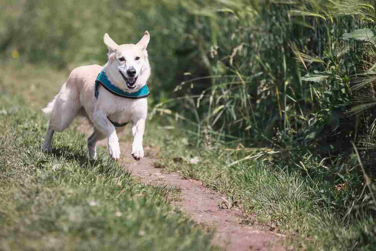 Colpito da malore viene salvato dal cane