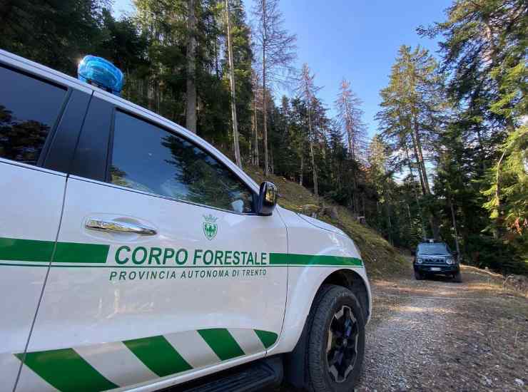 Corpo forestale