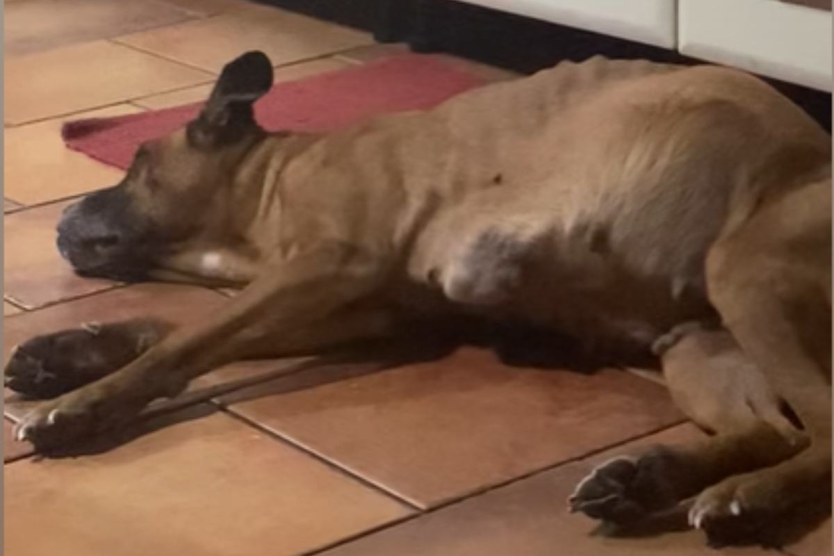 Kira il cane morto a Palermo