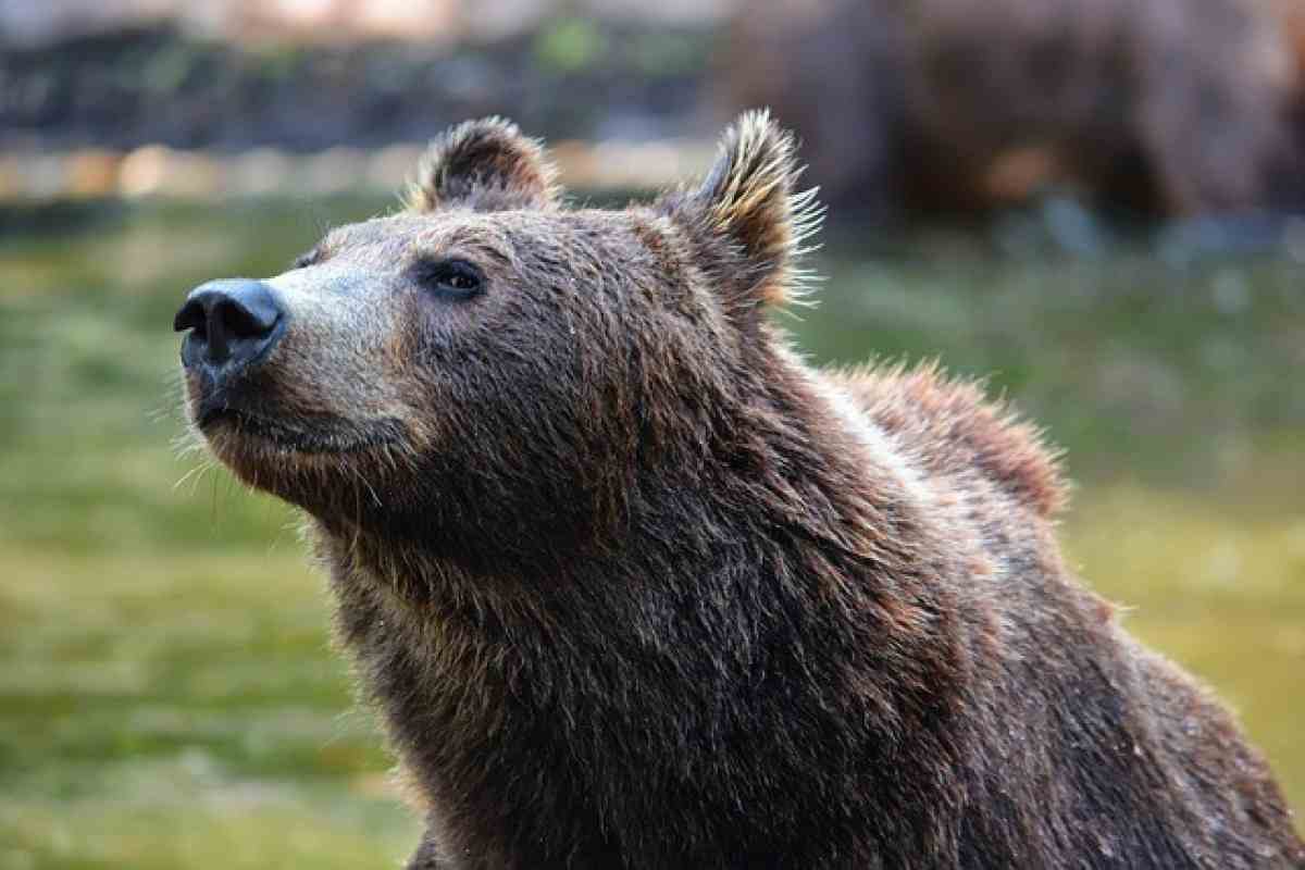 Mamma e figlio incontrano nella loro strada un orso