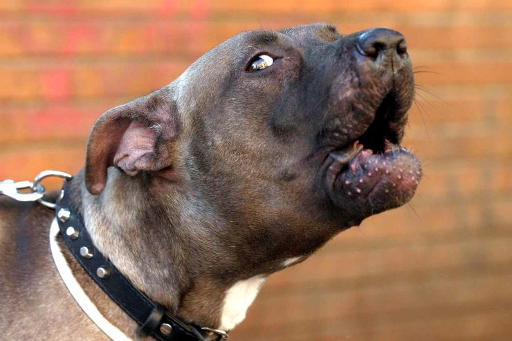 Sale sul bus con il cane senza museruola ed accoltella autista