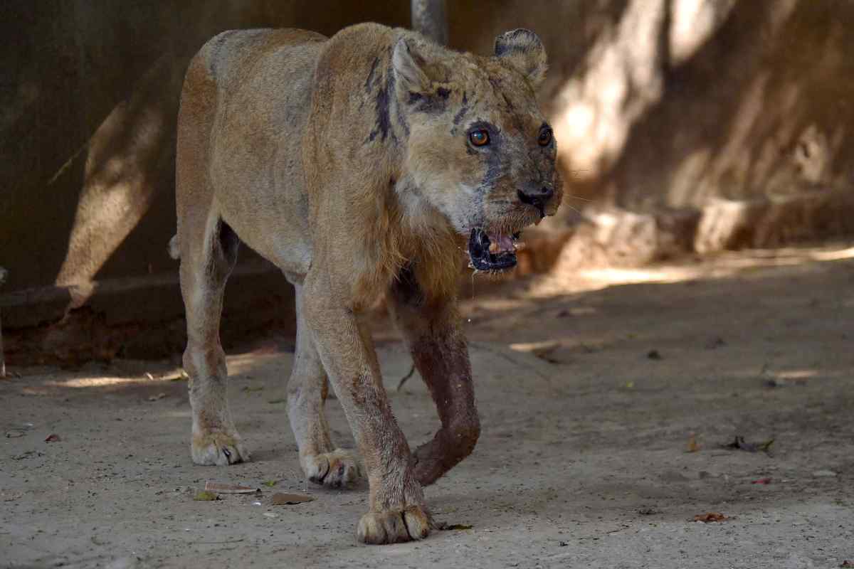 Stragi di leoni in Kenya