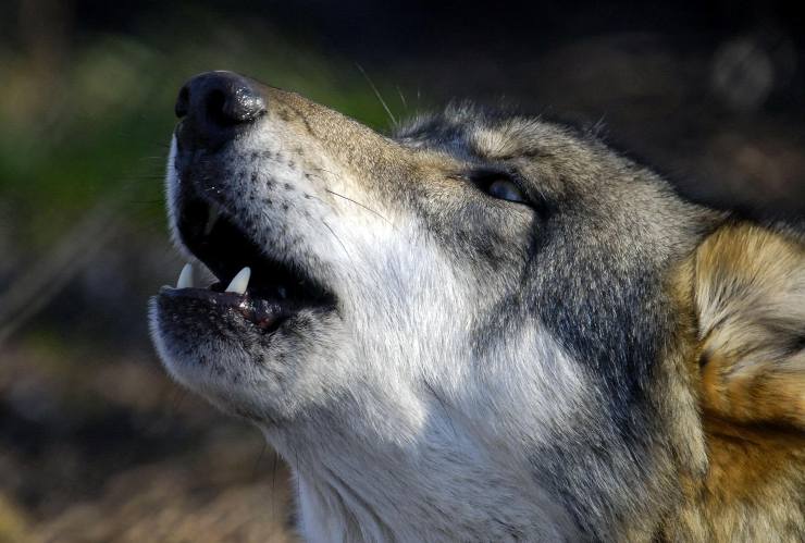 Tragedia nel Parco d'Abruzzo