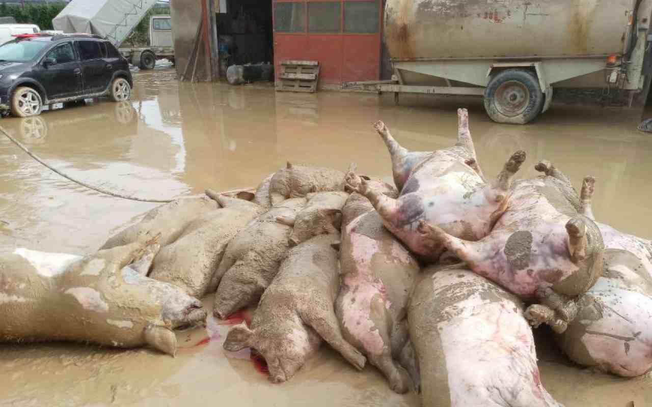 Alluvione Emilia Romagna, 250 mila capi coinvolti