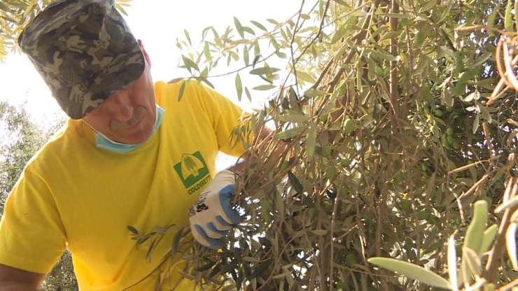 Xylella, gli attacchi di FdI verso Emiliano