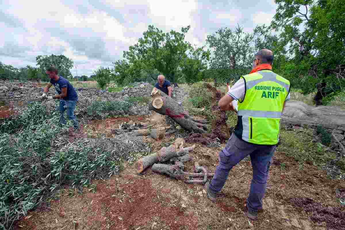 Xylella, il batterio che uccide gli Ulivi