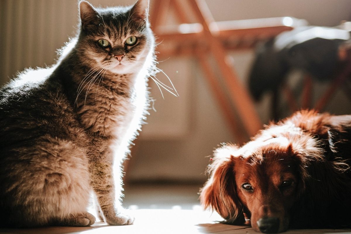 Anche cani e gatti soffrono il caldo: i consigli del vet per tenerli al sicuro