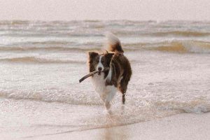 Estate 2023: come proteggere i cani in spiaggia dal sole