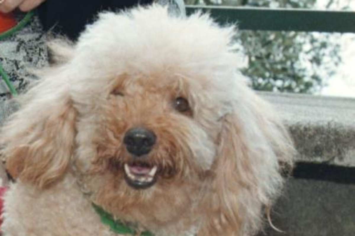 La storia del cane Sunny