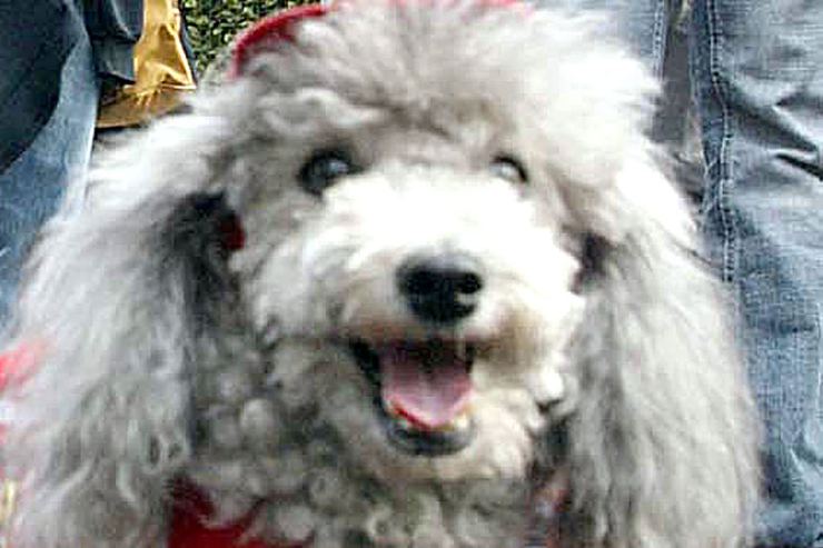 La storia del cane Sunny