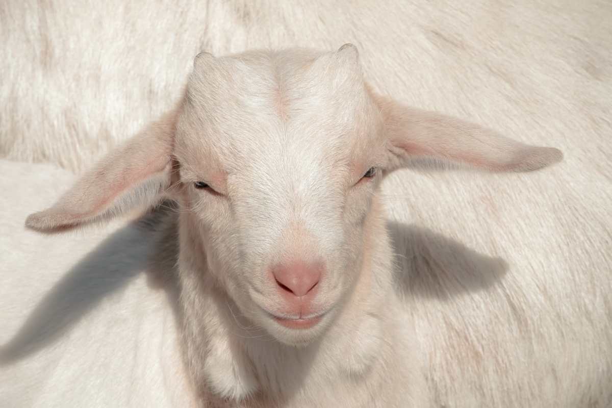 Capretta uccisa da branco di bulli