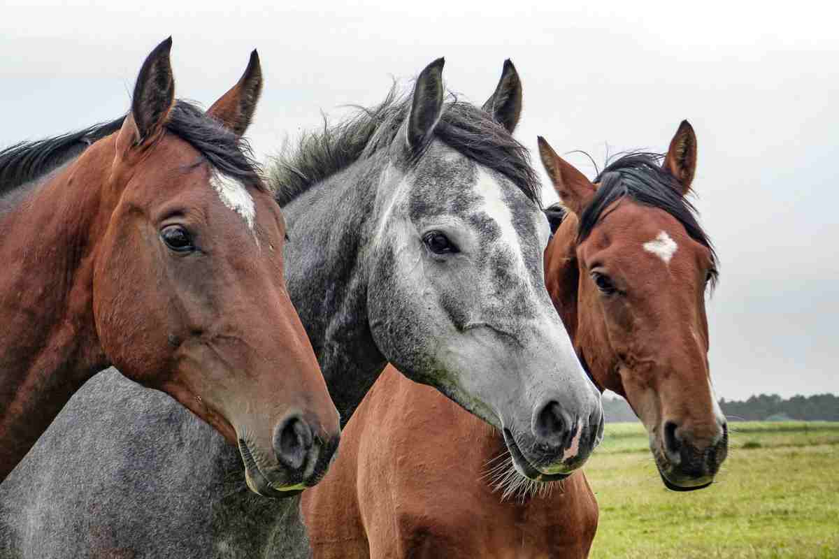In Giappone cavalli vittime di insolazione