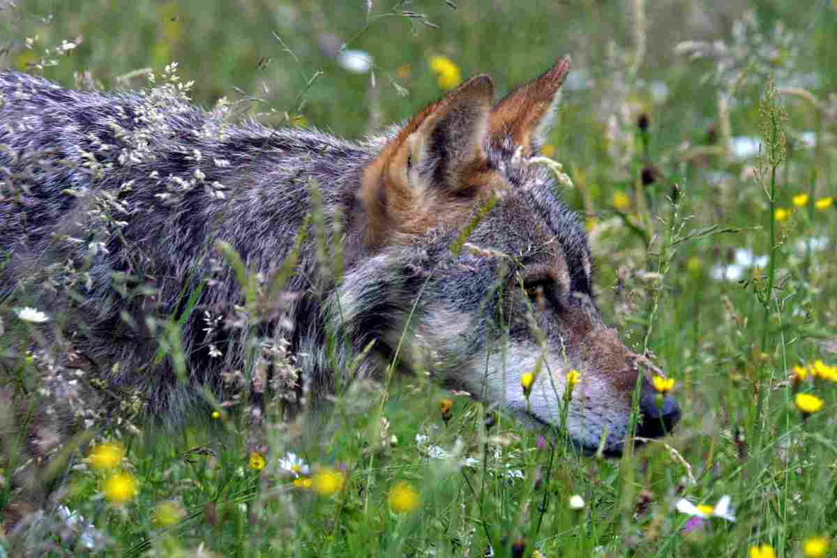Ucciso da un bambino