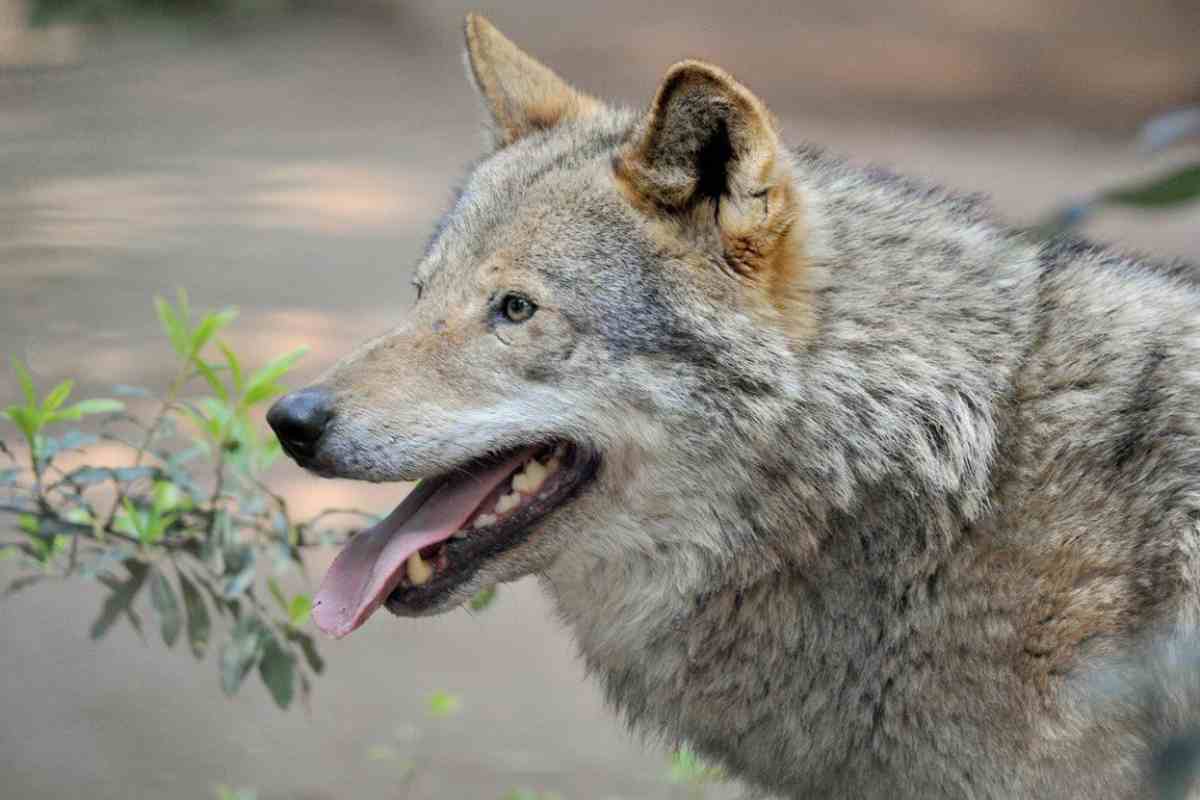 Autorizzato abbattimento lupi