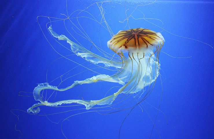 Ritrovata medusa di 505 milioni di anni fa
