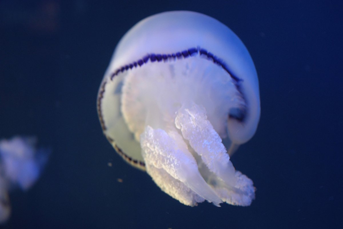 Ritrovata medusa di 505 milioni di anni fa