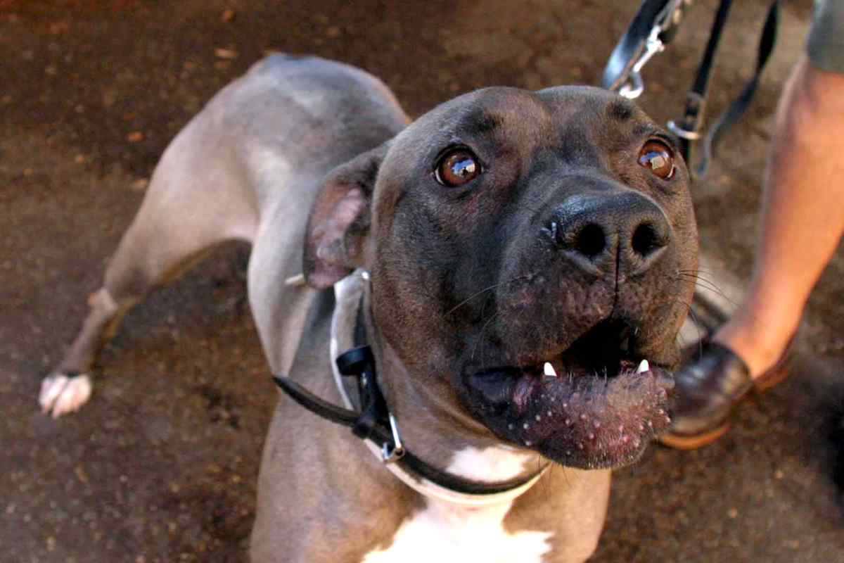 Pitbull aggredisce donna e figlio in casa
