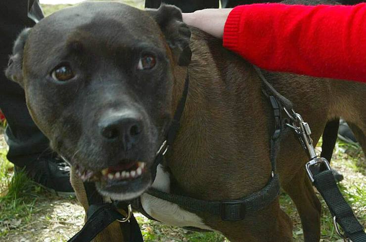 Pitbull aggredisce donna e figlio in casa