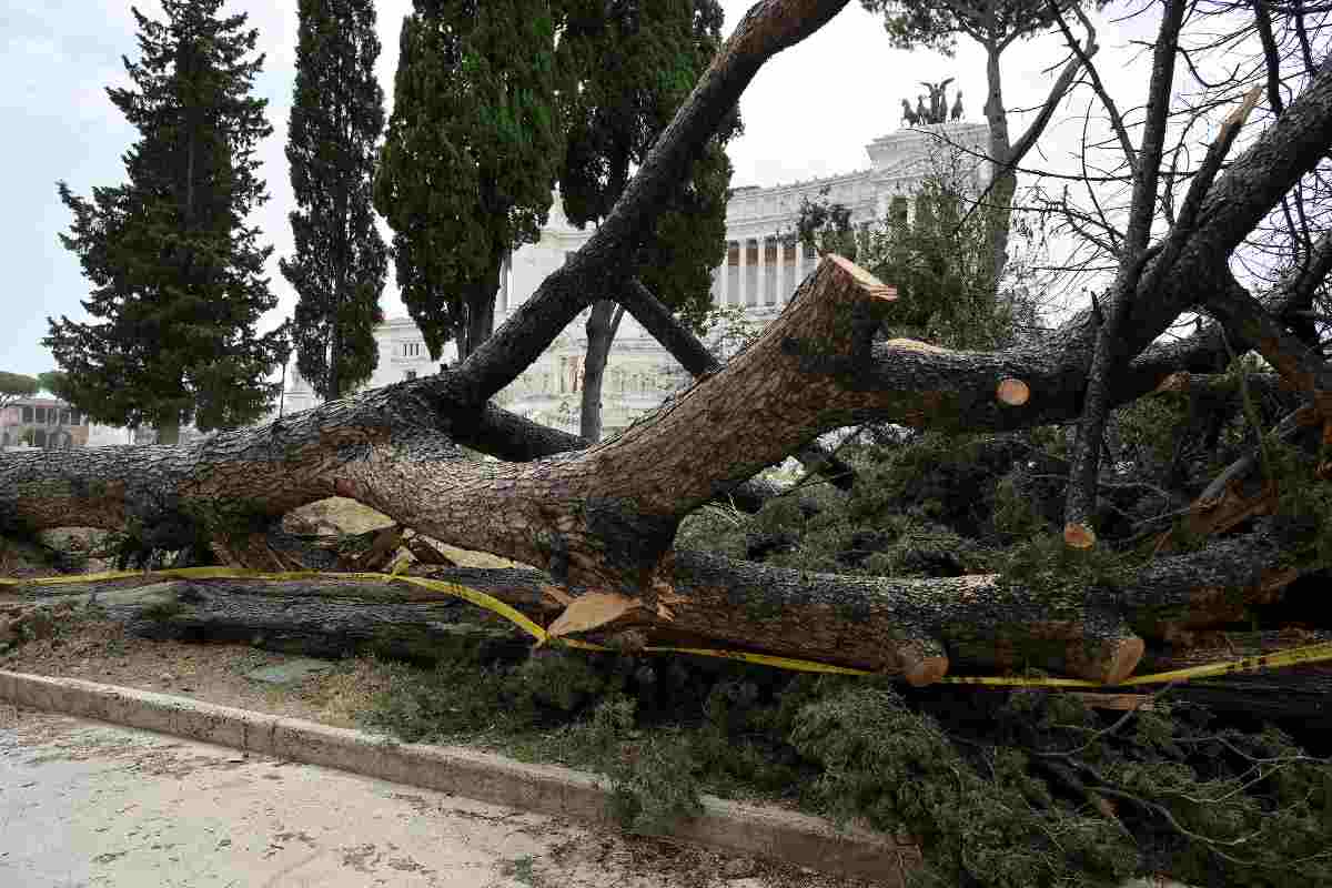 Un albero caduto a Roma