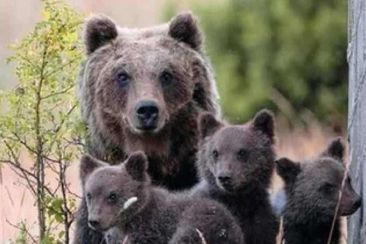 Uccisa l'orsa Amarena in Abruzzo