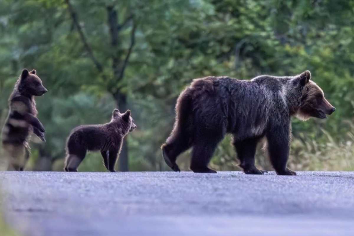 Ritrovati i cuccioli dell'orsa uccisa
