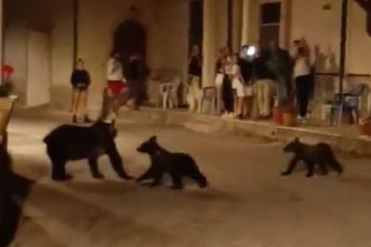 Ritrovati i cuccioli dell'orsa uccisa